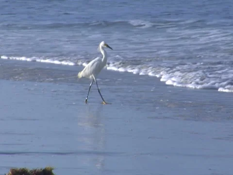 Birds 11 Stock Footage 8691415