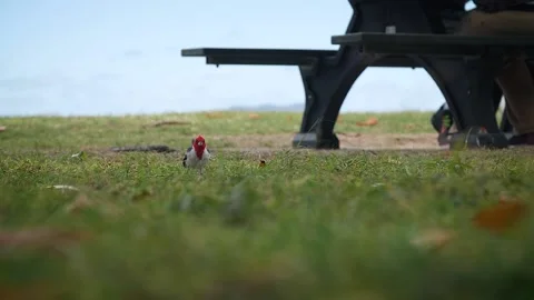 Birds 139 Stock Footage 155495364