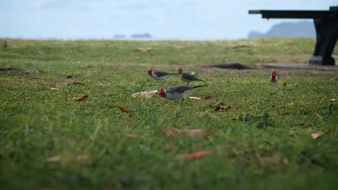 Birds 140 Stock Footage 155495384