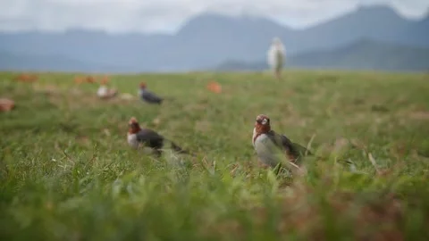 Birds 143 Stock Footage 155495377