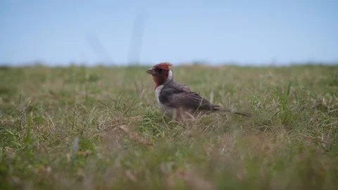 Birds 144 Stock Footage 155495381