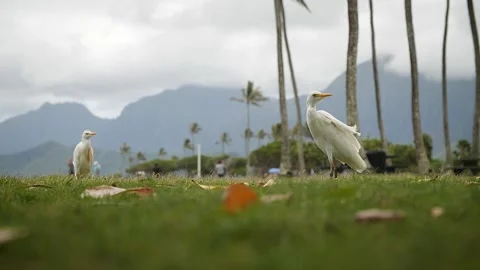 Birds 146 Stock Footage 155495397