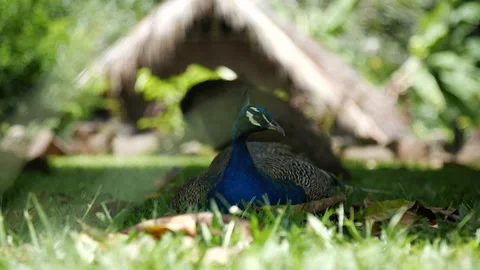 Birds 164 Stock Footage 155495461