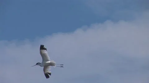 Birds 2 Stock Footage 11321542