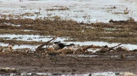 Birds 2 Stock Footage 18183355