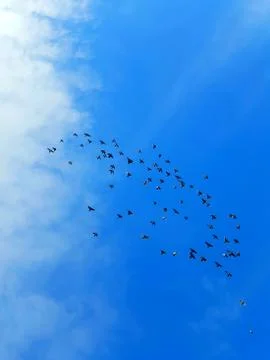The Birds 2 Stock Photos