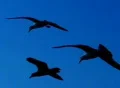 Birds 2 Seagulls flying Web Footage