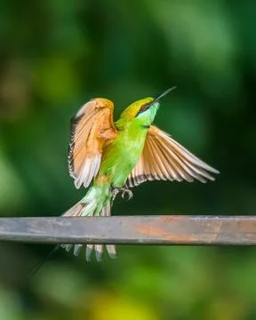 Birds 23 Stock Photos