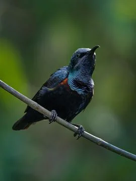 Birds 27 Stock Photos