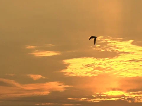 Birds 3 Stock Footage 8692564