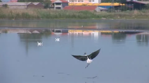 Birds 3 Stock Footage 11321558