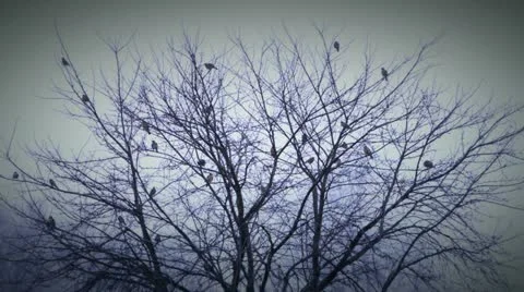 Birds 3 Stock Footage 21244953