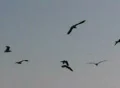Birds 3 Seagulls flying Web Footage