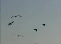 Birds 3 Seagulls flying Footage