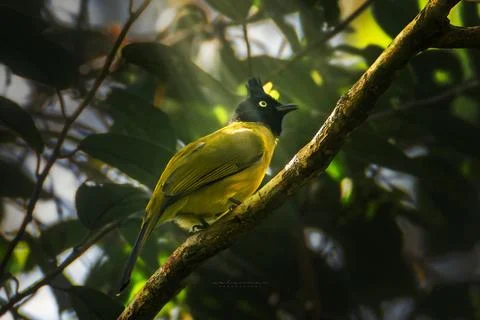 Birds 30 Stock Photos