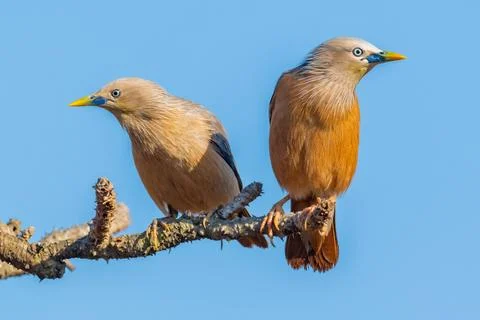 Birds 32 Stock Photos