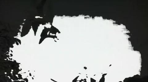 Birds 34 Stock Footage 643499