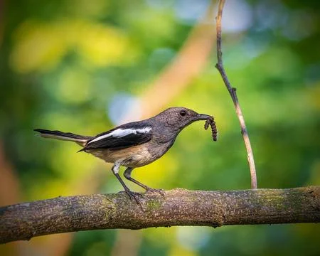 Birds 34 Stock Photos