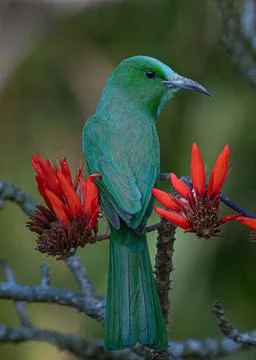 Birds  36 Stock Photos