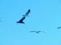 Birds 4 Seagulls flying Web Footage