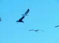 Birds 4 Seagulls flying Footage