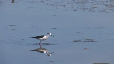 Birds 5 Stock Footage 11321556