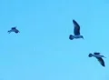 Birds 5 Seagulls flying Web Footage
