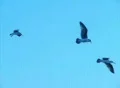 Birds 5 Seagulls flying Footage