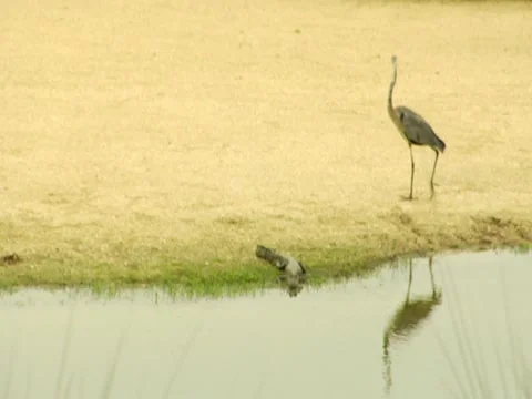 Birds 6 Stock Footage 8694433