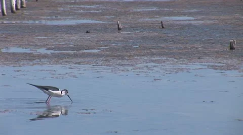 Birds 6 Stock Footage 11321535