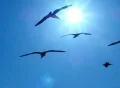 Birds 6 Seagulls flying over sunlight Web Footage