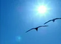Birds 6 Seagulls flying over sunlight Footage