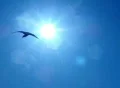 Birds 7 Seagulls flying over sunlight Loop Web Footage