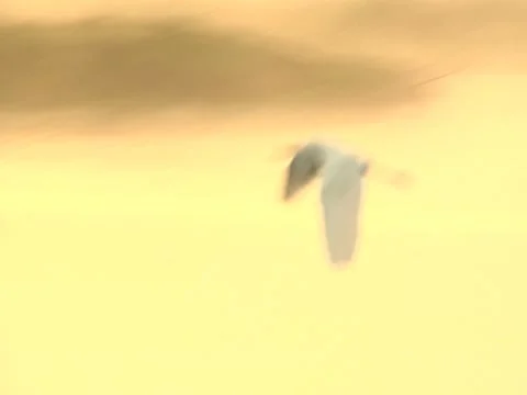 Birds 8 Stock Footage 8694348