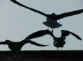 Birds 8 Seagulls flying away in slow motion Web Footage