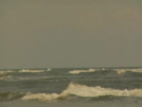 Birds 9 Stock Footage 8698083