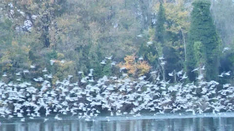 Birds on Adda river Stock Footage 165729221