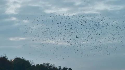 Birds on Adda river Stock Footage 165729359