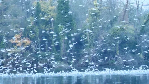 Birds on Adda river Stock Footage 165729372