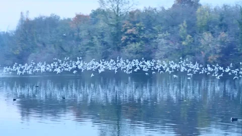 Birds on Adda river Stock Footage 165729403