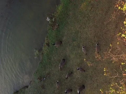 Birds Aerial Stock Footage 80353439