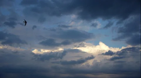 Birds Against The Cloudy Evening Sky Stock Footage 67332270