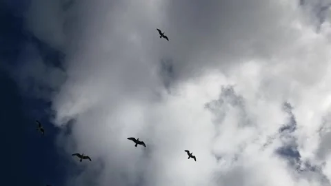 Birds in the air Stock Footage 147999351
