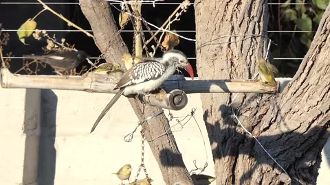 Birds of all sizes  are trying to gain advantage in the food fight.Okavango-BW Video stock 167240413