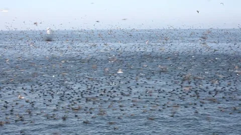 Birds and Anchovies Stock Footage