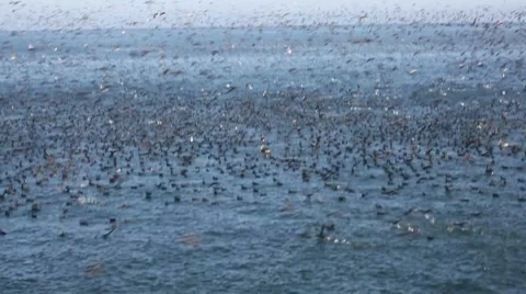 Birds and Anchovies Stock Footage