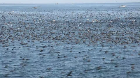 Birds and Anchovies Stock Footage 8995953