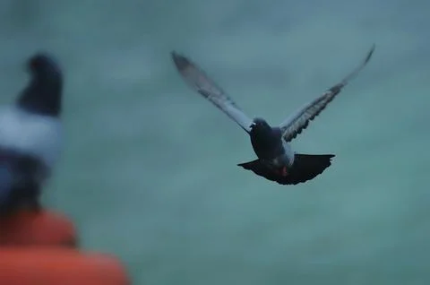 Birds and animals Stock Photos