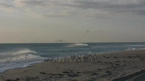 Birds and beach 動画素材 325535