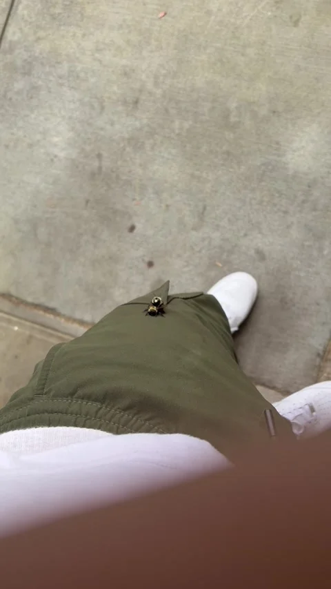 Birds and the Bees: Bees Edition, Jimmy Carter Blvd., Georgia, USA - 31 Mar 2026 Stock Footage 332736578